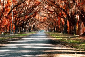 Charleston SC Fall Leaves